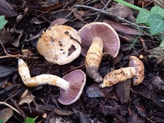 Cortinarius caligatus