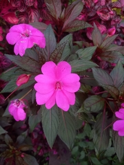 Impatiens hawkeri