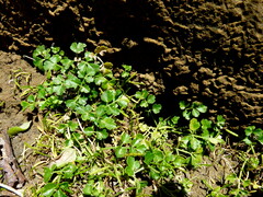 Apium prostratum filiforme