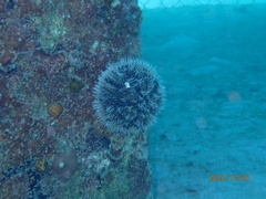 Tripneustes ventricosus