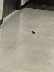 Peromyscus maniculatus