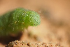 Pieris rapae