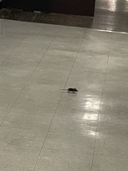 Peromyscus maniculatus