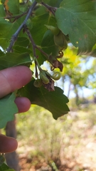 Nothofagus glauca