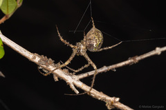 Allende nigrohumeralis