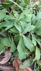 Sida rhombifolia