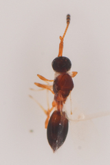 Diaprioidea