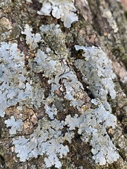 Punctelia missouriensis