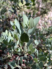 Arctostaphylos