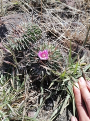 Echinofossulocactus crispatus