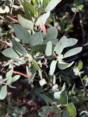 Arctostaphylos