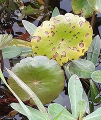 Hydrocotyle umbellata