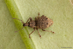Dasydema hirtella