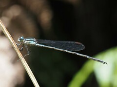 Austrolestes colensonis