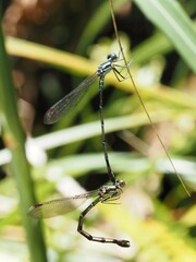 Austrolestes colensonis
