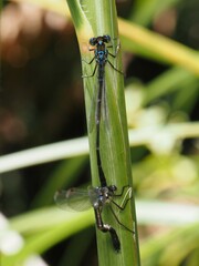 Austrolestes colensonis