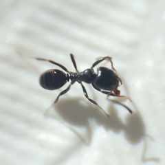 Ochetellus glaber