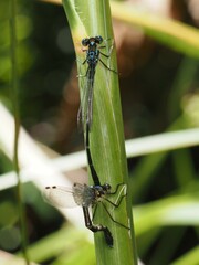 Austrolestes colensonis