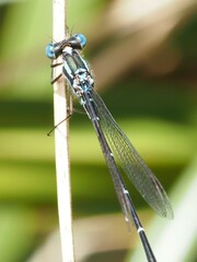Austrolestes colensonis
