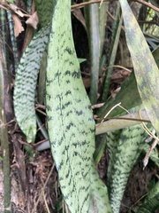 Sansevieria