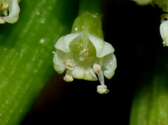 Apium prostratum filiforme