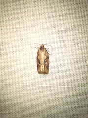 Argyrotaenia ivana