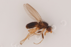 Trixoscelis