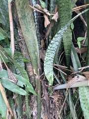 Sansevieria
