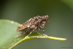 Taractellus chilensis