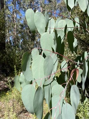 Eucalyptus delegatensis