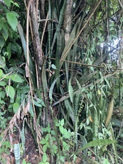 Sansevieria