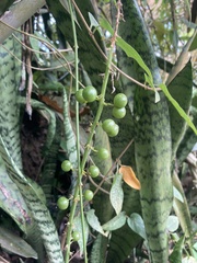 Sansevieria