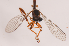 Leptogaster arida