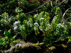 Veronica elliptica