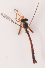 Leptogaster arida