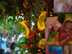 Thunbergia mysorensis