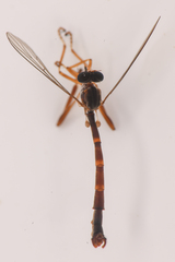 Leptogaster arida