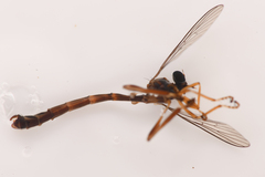 Leptogaster arida