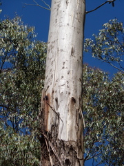 Eucalyptus delegatensis