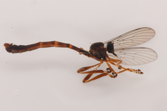Leptogaster arida