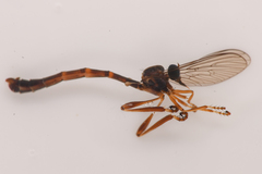 Leptogaster arida