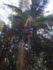 Archontophoenix cunninghamiana