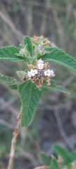 Lippia junelliana