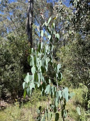 Eucalyptus delegatensis