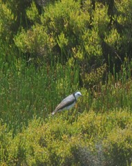 Epthianura albifrons