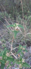 Lippia junelliana