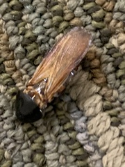 Periplaneta fuliginosa