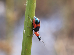 Dicranolaius bellulus