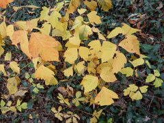 Toxicodendron radicans negundo