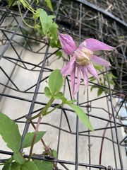 Clematis alpina